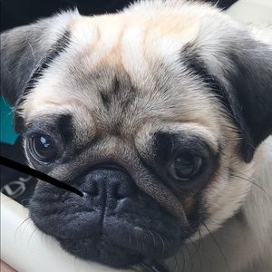 Meet your Posher, Francina